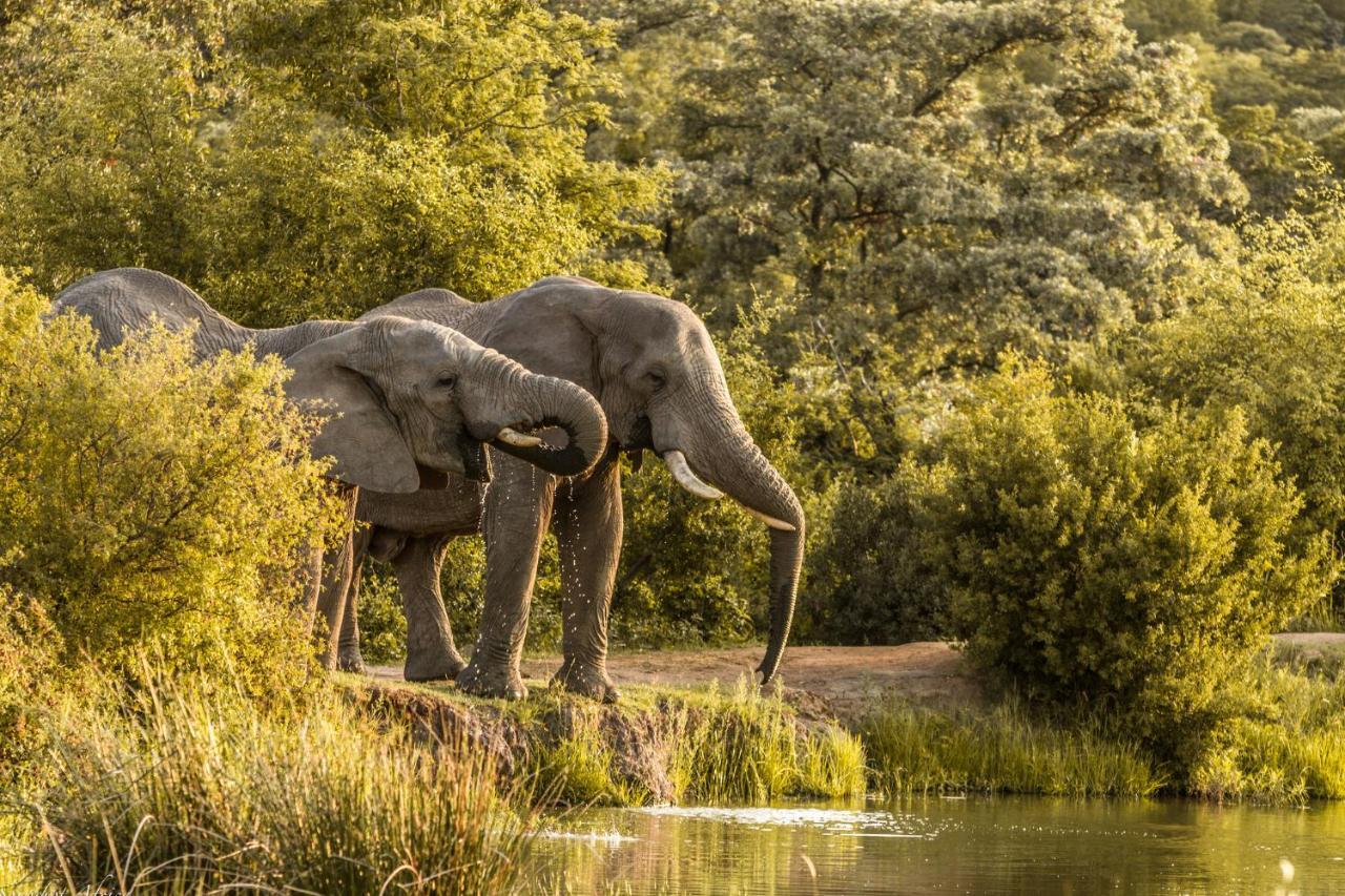 Nedile Lodge Welgevonden Game Reserve Exterior photo